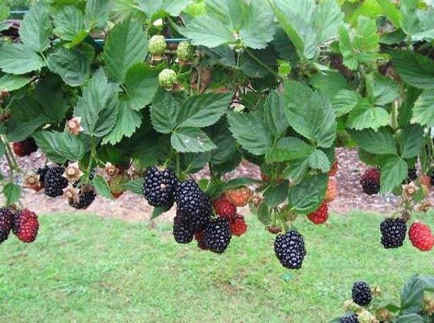 blackberry kiova