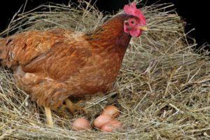 Разлози зашто пилићи не леже и шта урадити за бољу производњу јаја