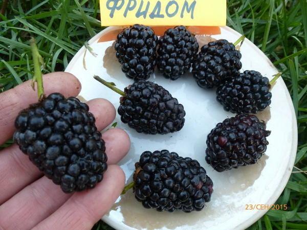 ripe blackberry