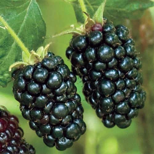 blackberry chín