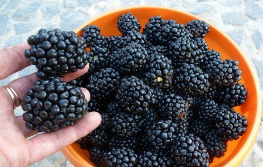 blackberry kiova