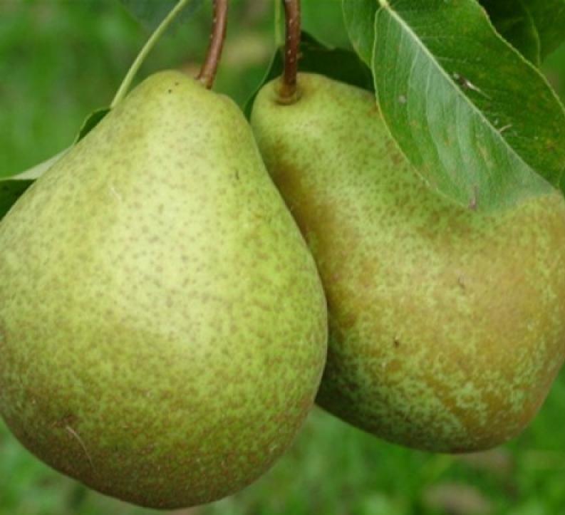 zhegalovs pære