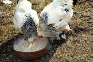 La meilleure façon de nourrir les poulets en hiver et de faire une alimentation normale à la maison