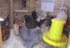 Je besser und billiger ein Hühnerstall im Winter zu heizen ist, desto besser ist die Wahl einer Heizung