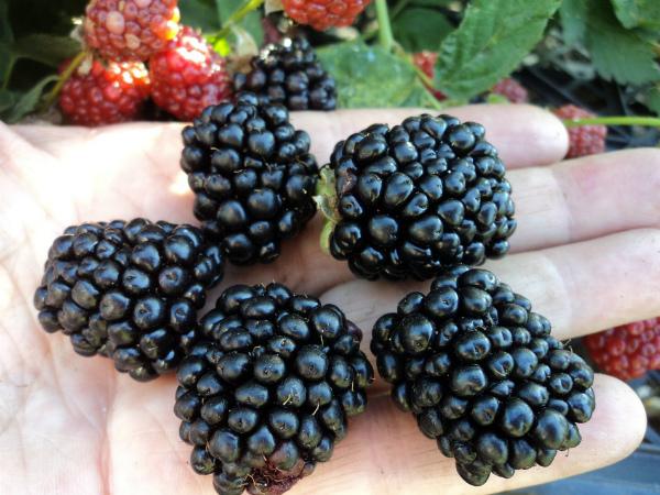 blackberry lochness