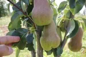 Egenskaber og beskrivelse af pæresorten Bryanskaya Krasavitsa, plantning og pleje