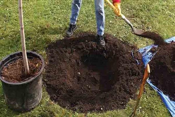 gräva ett hål