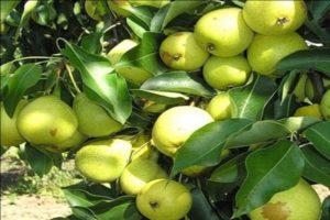 Beskrivelse af Skorospelka-pæresorter fra Michurinsk, planteskema og pleje