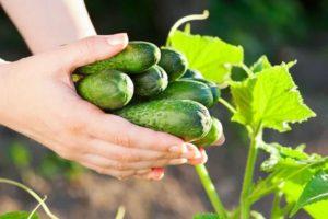 TOP 8 būdai, kaip veiksmingai pašalinti agurkų kartumą prieš marinavimą