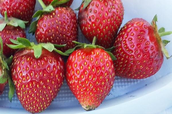 fraise Vityaz