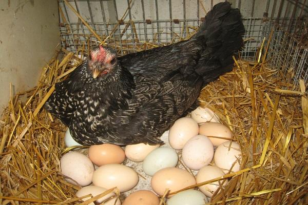 pollo con huevos