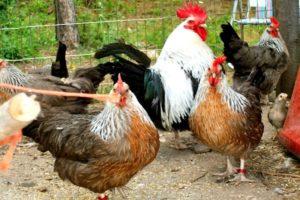 Beskrivningar av de 15 bästa köttraserna av kycklingar för avel hemma