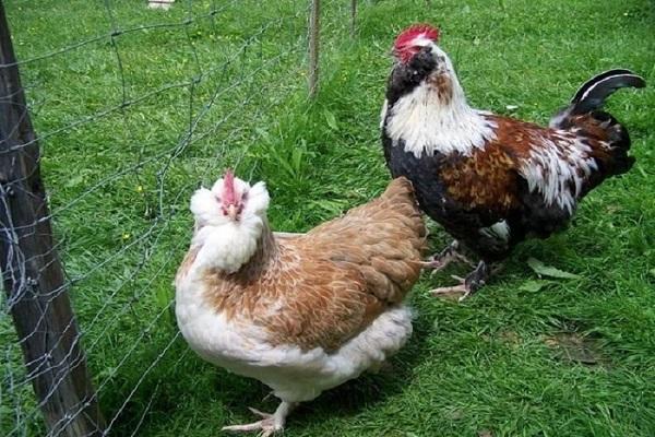 kycklingskägg