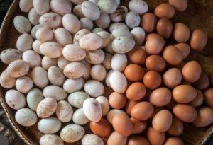 Ar įmanoma kiaušinius plauti prieš dedant juos į inkubatorių, nei perdirbti namuose