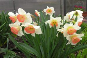 Description of the Pink Charm daffodil variety, planting dates and care rules