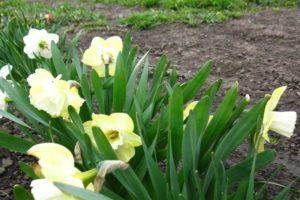 Beskrivning av den söta Pomponet påsklilja, planterings- och vårdregler