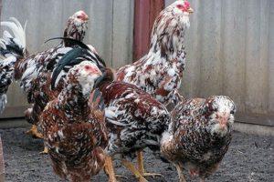 Опис и карактеристике Ориол пилића, правила држања пасмине