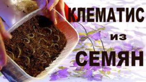 Kweekmethoden voor clematis door zaden, planten en thuis kweken