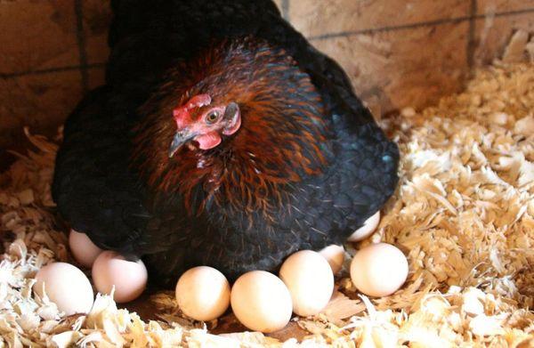 Huhn auf Eiern