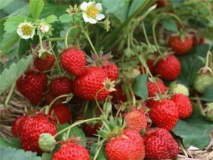 Description and characteristics of the Zenith strawberry variety, planting and care