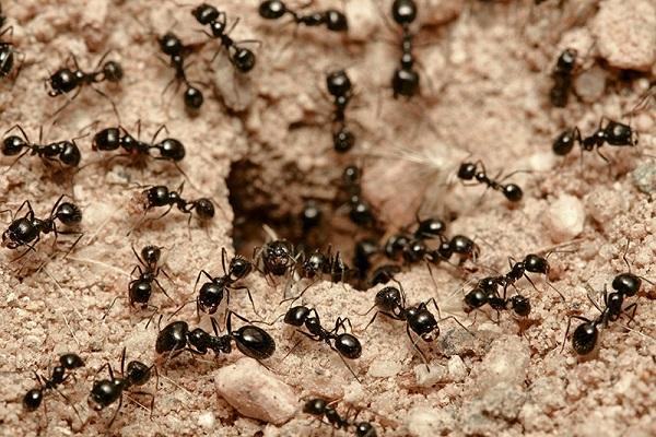 veľa mravcov