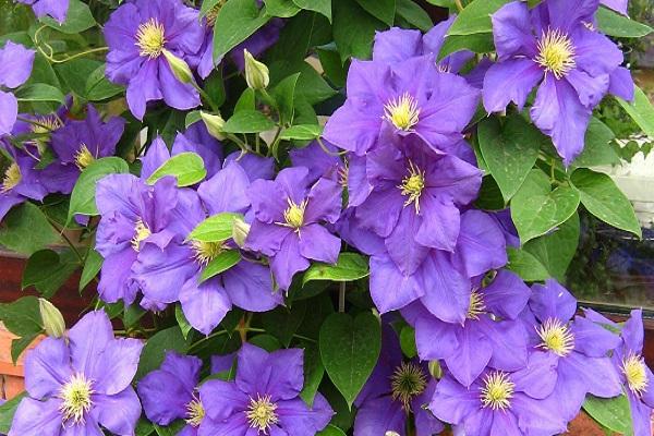 violetti kukka