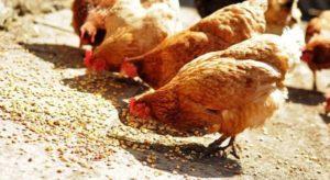 Quanti grammi di mangime dovrebbe dare una gallina al giorno