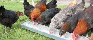 Descriptions des races de poulets de viande et d'oeuf direction pour la reproduction à la maison