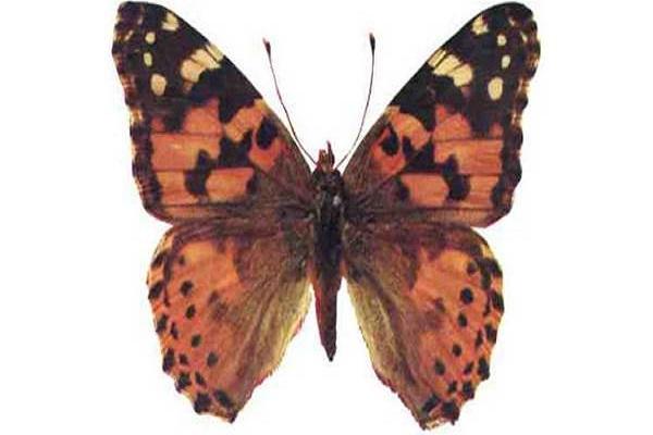 oviparous motýle