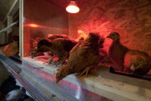 Трајање дневног времена за кокоши неснице зими, правила и режим осветљења