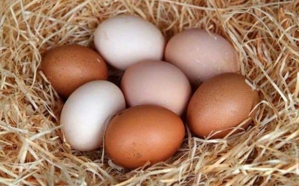 пилећа јаја