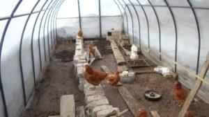 วิธีการสร้างสุ่มไก่ด้วยตัวเองจากโพลีคาร์บอเนตและกฎสำหรับการเลี้ยงนก