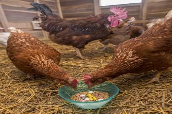 hur man ger antibiotika till kycklingar