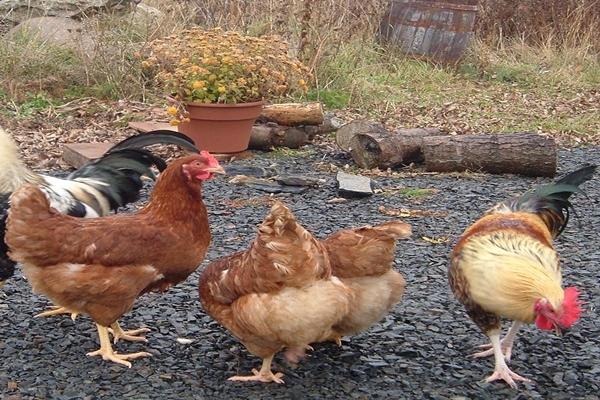 antibiotika för kycklingar