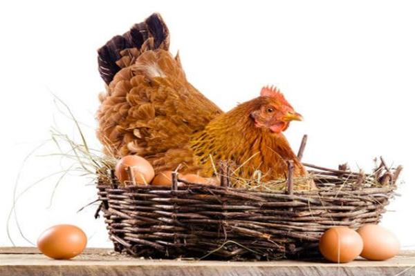 Kyckling med ägg