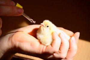 تعليمات استخدام ميترونيدازول في علاج الدجاج والجرعة الموصى بها