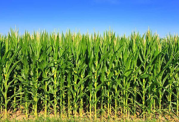 Campo de maíz
