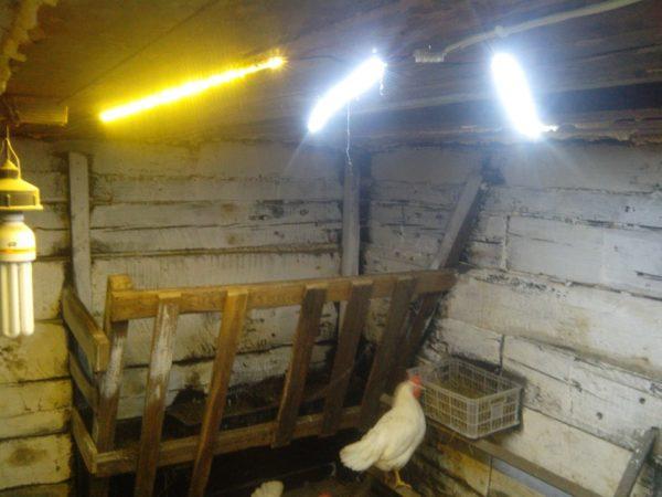 Fluorescerande lampor i kycklinghuset