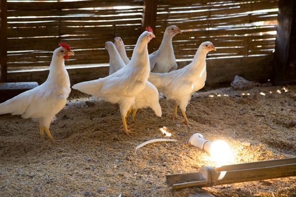 Energisparlampa i kycklingstallen