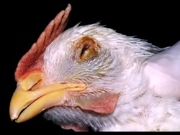 Newcastlesjukdom i kyckling