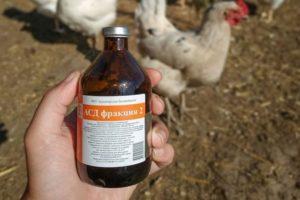 Instruktioner för användning av läkemedlet för kycklingar ASD-2 och dosering