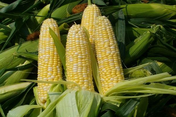 columpios de maíz
