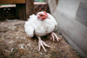 Узроци и симптоми болести ногу код пилића, методе лечења