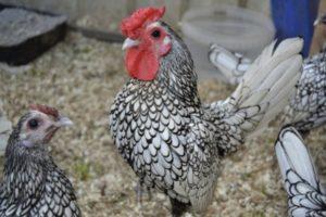 Description et caractéristiques des 22 meilleures races de poulets décoratifs