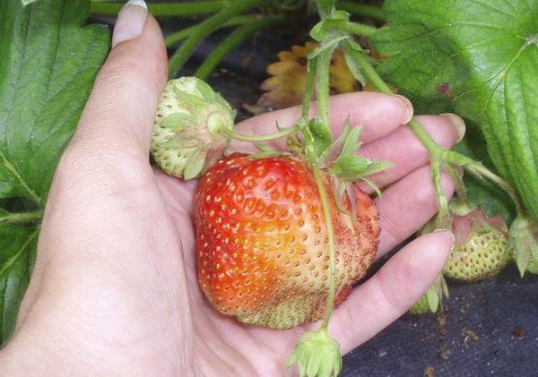 large strawberries