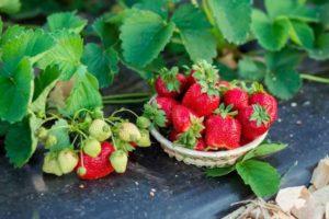 Liste des meilleurs fongicides pour traiter les fraises et les fraises