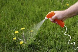 Instructies voor het gebruik van de herbicide Excellent tegen onkruid in de bedden