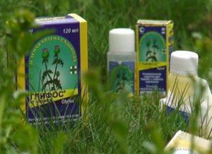 Instructions pour l'utilisation de l'herbicide Glyphos contre les mauvaises herbes