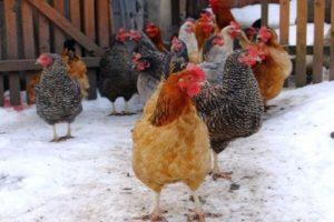 Шта одређује производњу јаја пилића зими код куће и како да је повећате