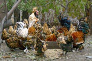 Descriptions des 22 meilleures races de poulets nains et règles de soins à domicile